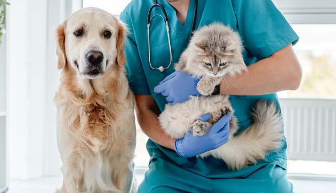 Veterinaria del Esla página home equipo